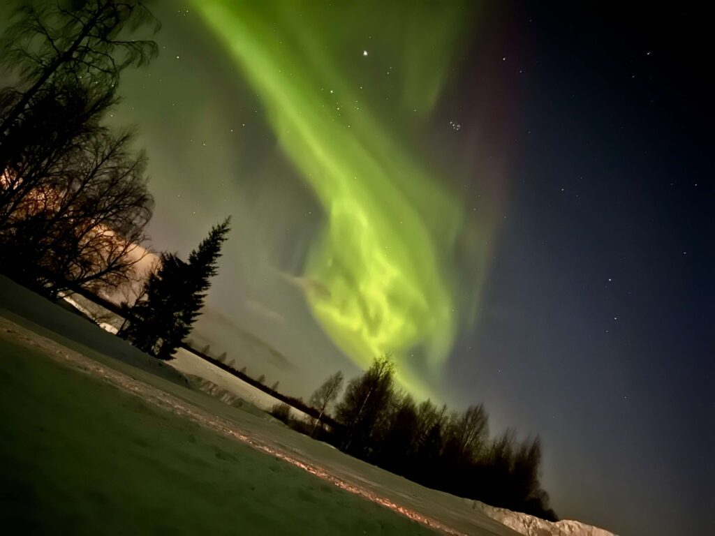 The northern lights streaking across a dark winter sky above some fir trees in Finland